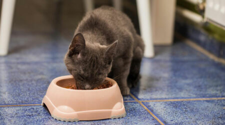 3 things to keep in mind while choosing cat food