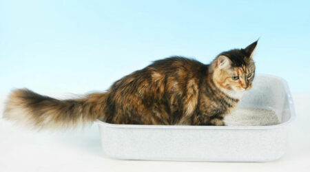 4 handy tips to clean your cat’s litter box