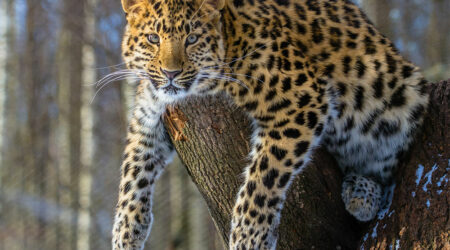Amur leopard