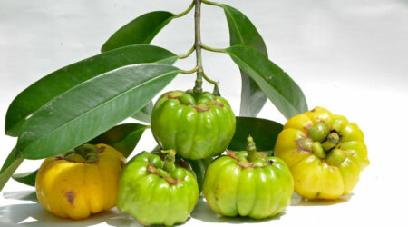 Getting an insight on Garcinia Cambogia