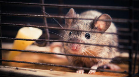 Five questions to ask before you hire a rodent pest control expert