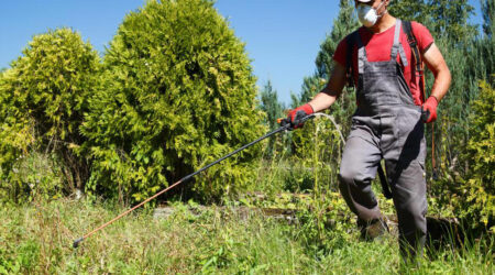 Safety guidelines to follow when removing weeds from the garden