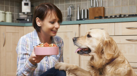 The benefits of wet dog food and how to choose the right one