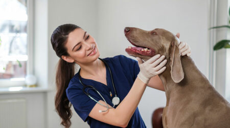 8 tips to find the best veterinary clinic