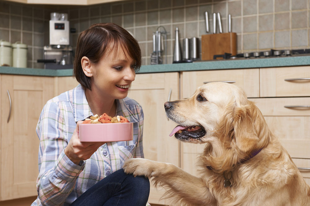 The benefits of wet dog food and how to choose the right one