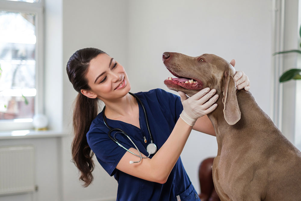 8 tips to find the best veterinary clinic